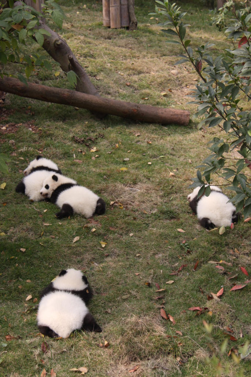 giantpandaphotos:Er Qiao, He Mei, He Qi and Xing Mei at the Chengdu Panda Base in China on November 