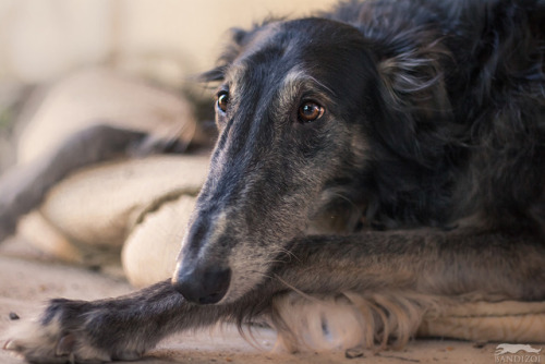 bandizoi:Gentle hellhound contemplates life, the universe, and everything