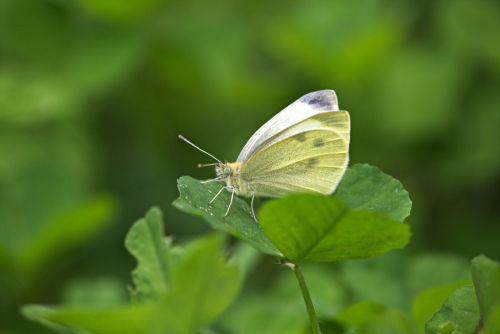 euph0r14:  macro | Pieris rapae (Linnaeus, 1758) | by zorba950 | http://ift.tt/1olKUVr 