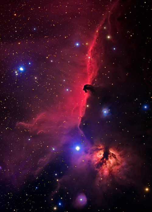 stellar-indulgence:  Horsehead, Coal Star, Flame and Background emission nebulae in Orion 