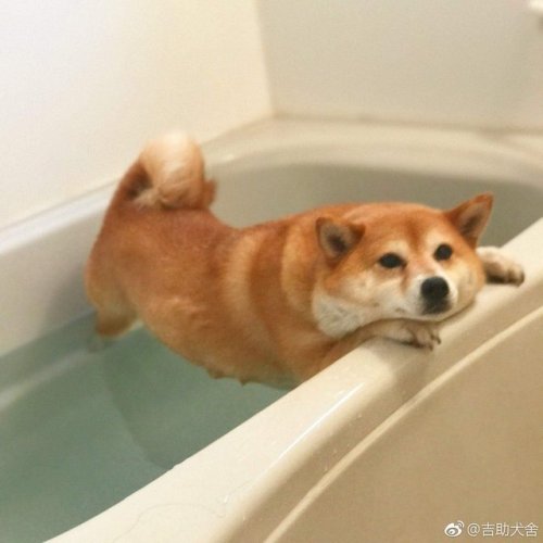 https://good-dog-girls.tumblr.com/post/162317524043
