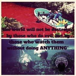 itanimulliv:  Stop the dolphin killings! #Japan #Dolphin #anonymous  #activist #stand #up