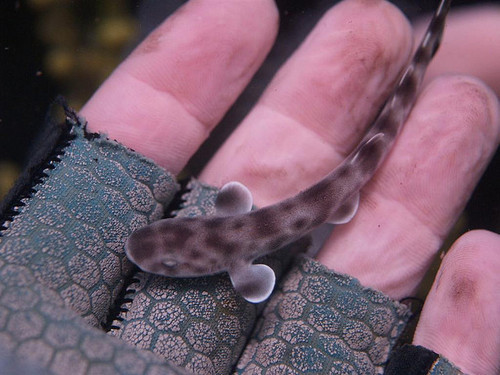 reptimania:  trynottodrown:  some cute shark pups for you  whale shark pups look surprisingly similar to adult whale sharks.  