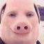 jblobfish