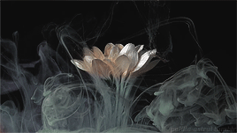 polilla-astral:Flowers exposed to Ink