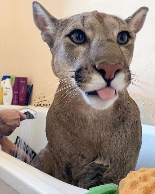 is-the-owl-vid-cute:pet-related-peeves:awesome-picz:Rescue Puma Can’t Be Released Into The Wild, Liv