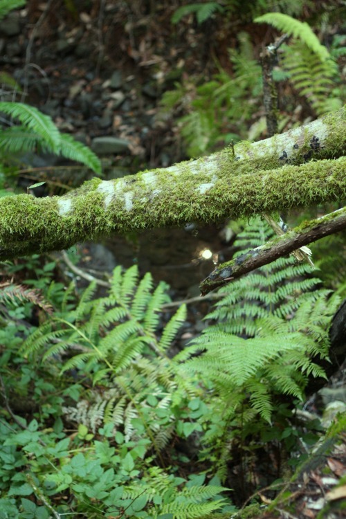 Lovely foliage in Samuel P Taylor State Park