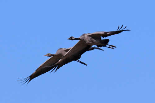 Common crane/trana.