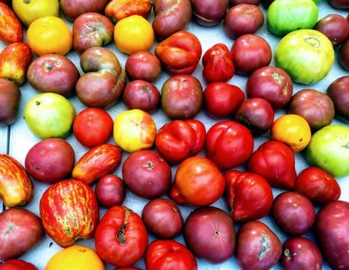 Heirloom Tomatoes, Oak-Marr Farmer’s Market, Fairfax, 2016.Remember when tomatoes were bright red,  