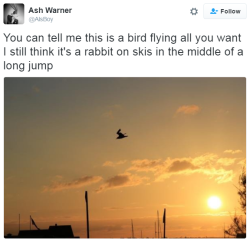 lolfactory:  Is it a bird? is it a plane? No it’s Eddie the Rabbit! ➨ funny tumblr pictures ✚follow LOLFACTORY on tumblr[via imgur] 