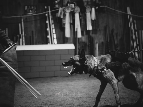 coalthepsd:canismirabilis:I think I like these more dramatic shots a bit better (can’t see how messe