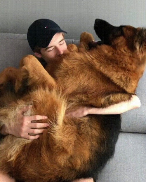 dawwwwfactory:  Still a lap dog. Click here for more adorable animal pics!