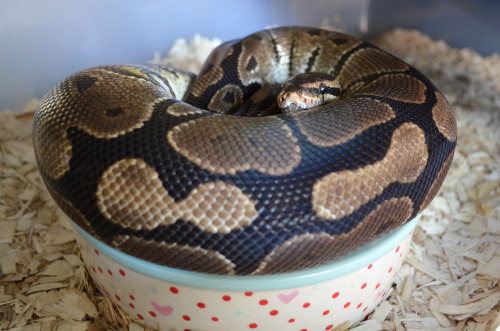 Sex fuckyeahballpythons:  Is this comfortable pictures