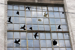 itscolossal:  Birds Appear in the Negative Space of Shattered Windowpanes in a New Intervention from Pejac 