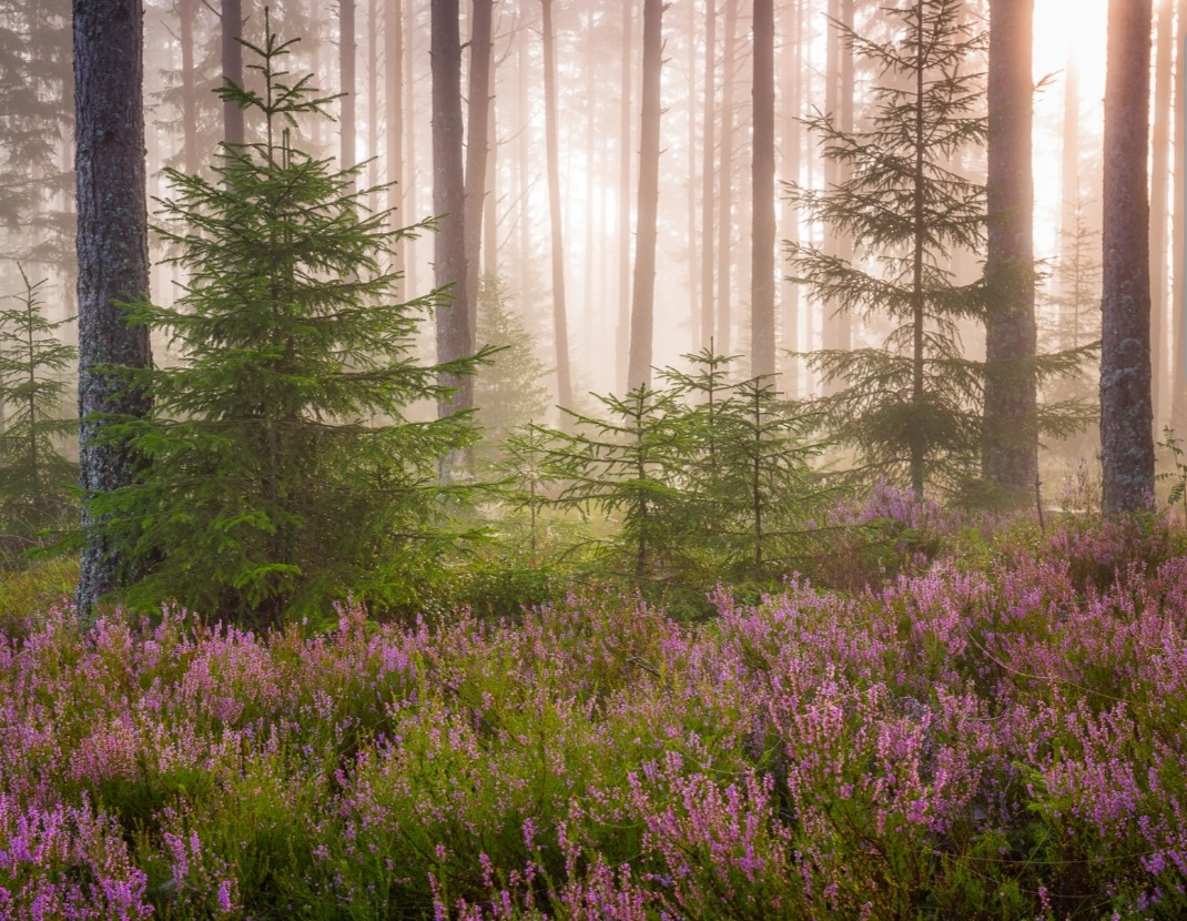 etherea1ity:“September morning” by Andreas