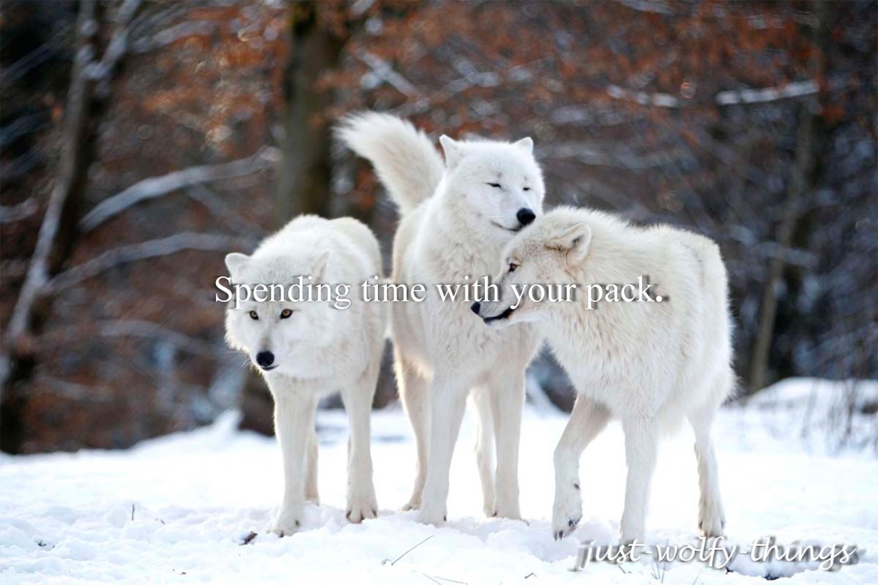 just-wolfy-things