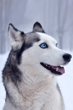 captvinvanity:  Blue Eyes | Photographer