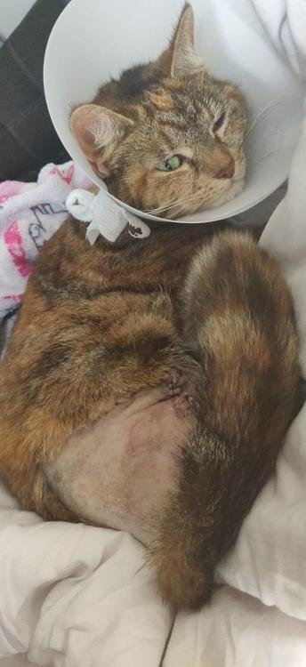 catsoverloaded:Onion update: Her leg has now been amputated, she was very angry the first day and ke