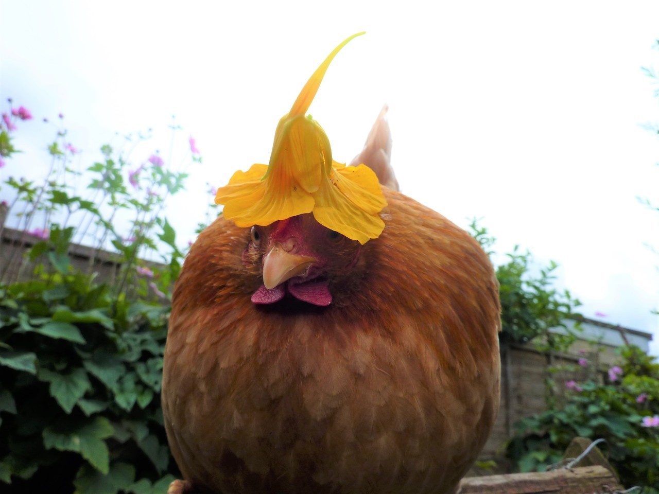 beanmilks:nasturtiums are natures chicken hats