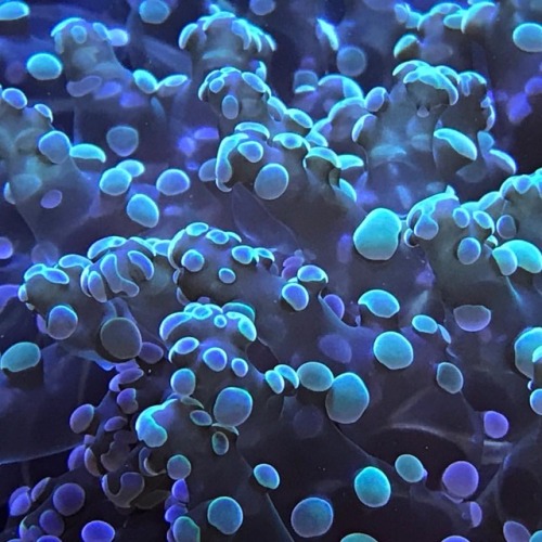 aquaristlifeforme:Close up of some frogspawn coral. #nofilter #coral #reeftank #reefaquarium https:/
