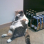 transiando