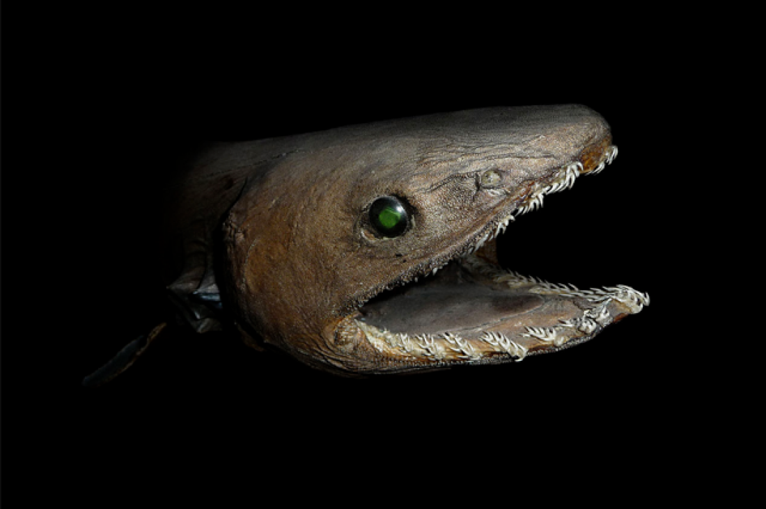 daily-deep-sea-friends: Your Deep Sea Friend of the Day: Frilled Sharks! Look at