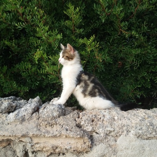 my-cat-trastu: Sitting