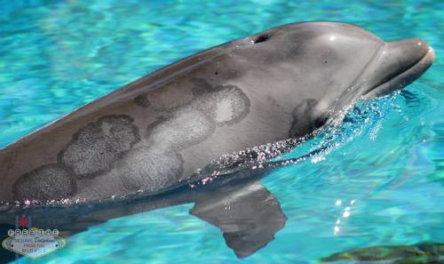 freedomforwhales: Dolphins do NOT belong in the Las Vegas desert !!Please keep emailing the peo