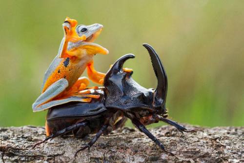 artschoolsucks:  iraffiruse:  Onward, steed!  This happened and humans still think they are the only intelligent life form on earth…