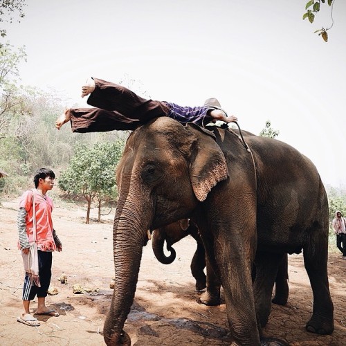 @kaseybic74 bringing back #planking but to a whole new level #elephantplanking