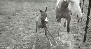 babyanimalsdaily:  Follow Us for More BABY ANIMALS DAILY