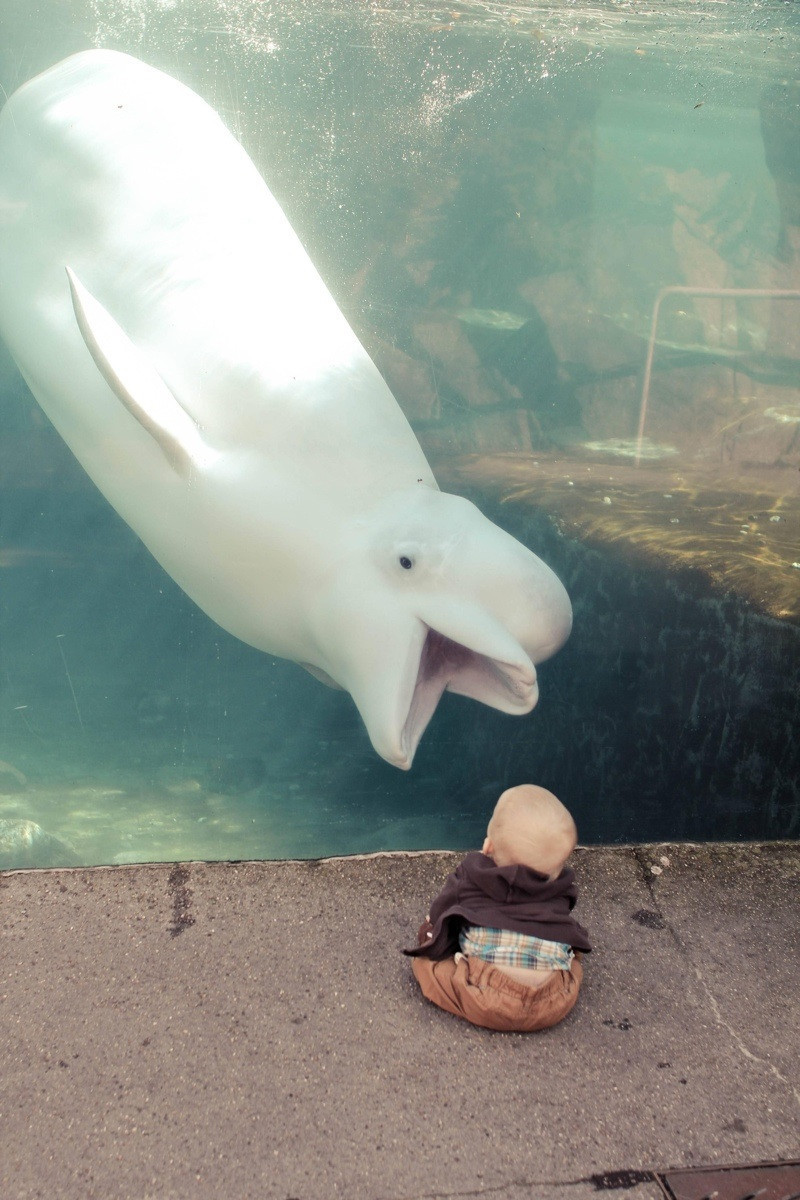 pantheraj:
“ “ “HELLO INFANT I AM BELUGA WHALE” ”
“YOU ALSO ARE BALD AND HAVE A BULBOUS FOREHEAD. LET US BE FRIENDS FORTHWITH.” ”