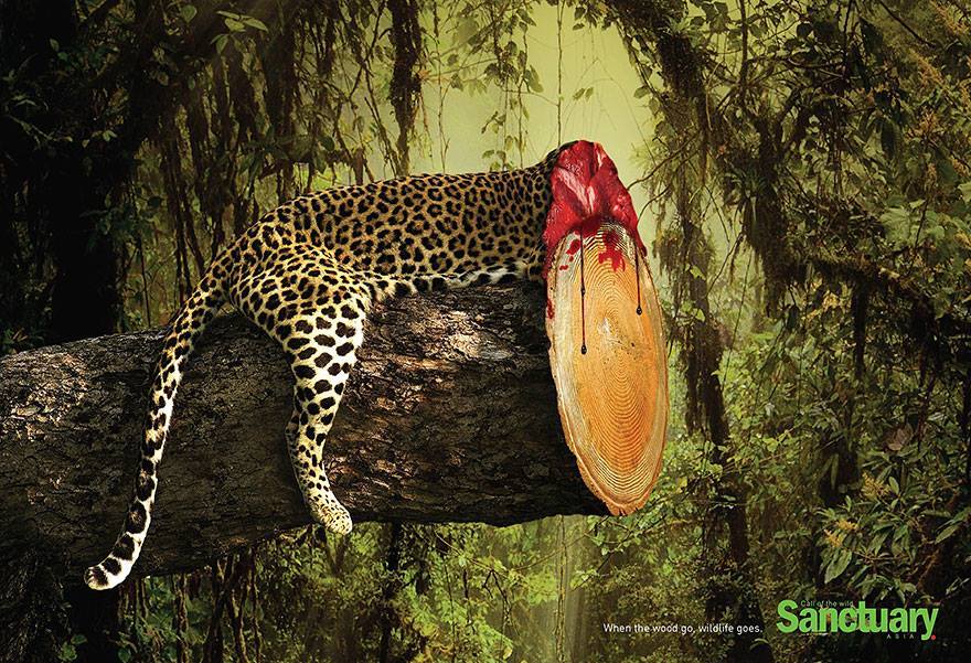&ldquo;Cuando la madera se va, la vida silvestre se va&rdquo;. los derechos