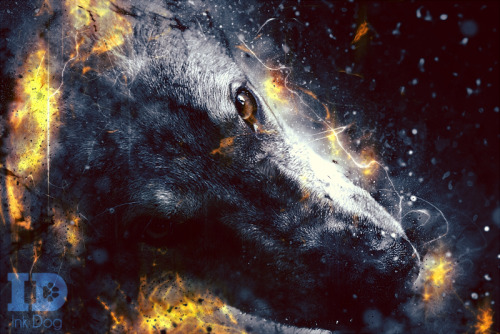 FirestormPhotomanips of my dog, Hrafn. Prints available in my Society6 store.