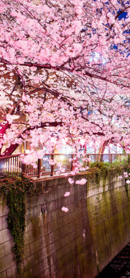 inkxlenses:Sakura (Meguro River, Tokyo) |