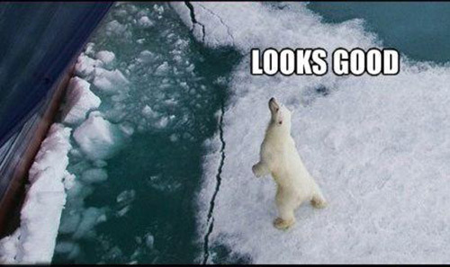 tdevil:  diggym:  iraffiruse:  Frozach Submitted  Awwww .  Helpful Polar Bear is
