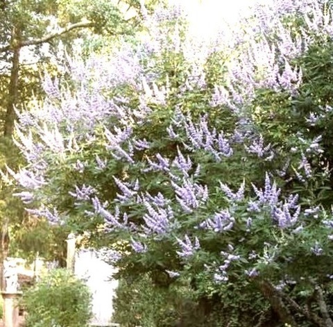 Charlotte Front Yard