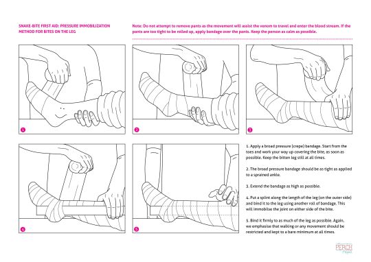 snake bite first aid