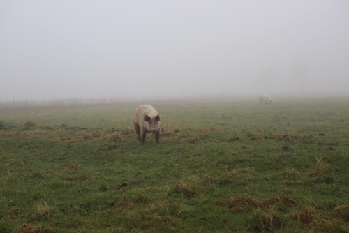 nonconformist-vegan:   Pigs enjoying the freedom and mystic atmosphere of Hof Butenland Farm Sanctuary. Hof Butenland rescues and provides lifelong care for animals that have been saved from slaughter, neglect, exploitation and abuse. Hof Butenland is