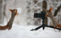 Tenderslit:  Catsbeaversandducks:russian Photographer Captures The Cutest Squirrel