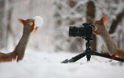 catsbeaversandducks:Russian Photographer Captures The Cutest Squirrel Photo Session EverPhotos by ©V