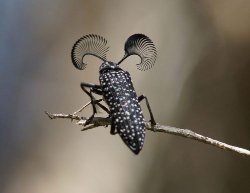 Embellished (rare Feather-horned Beetle of porn pictures
