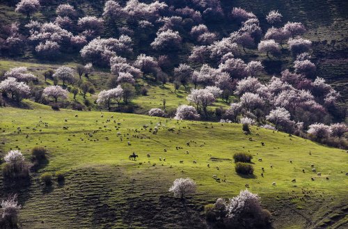 A herdsman in Alae village grazes sheep in a meadow abloom with almond flowers in Gongliu County, Ch