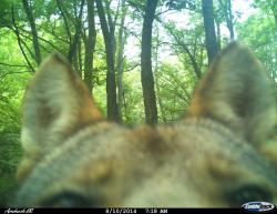 wolveswolves:  Endangered Wolf Center: “When