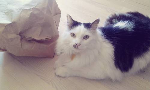 cats + paper bags = tru luv#cats #catsofinstagram #catsofreykjavik #óðinn