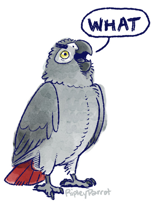 anonymus-maximus-er:  draconym:  draconym:   I think one of the funniest things I’ve accidentally taught my parrot is yelling “WHAT?”The best part is that if he says something weird and and someone else says “what???” he usually repeats what