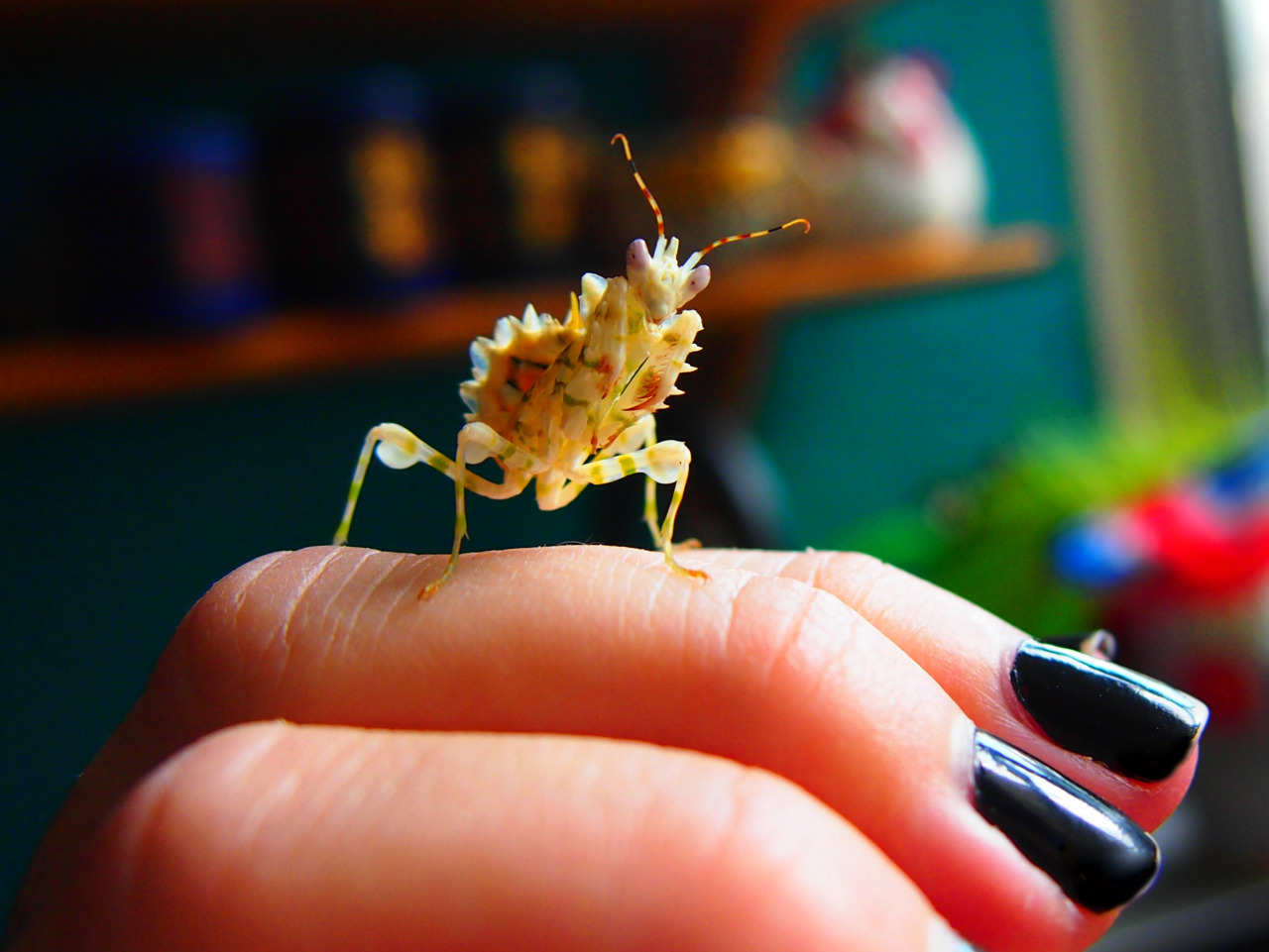 amesolitaire:  MEET MY NEW BABY!spiny flower mantis (Pseudocreobotra wahlbergii)