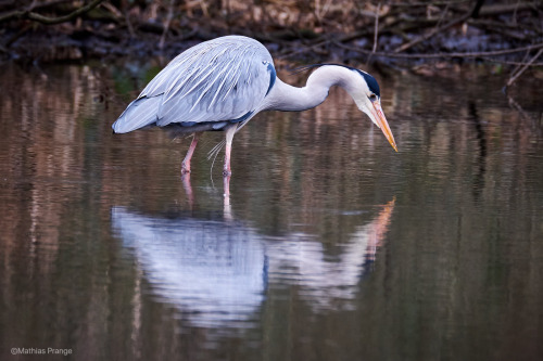 besidethepath:Today’s walk with some bigger birds. They show calm and patience (only the white egret