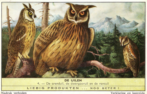 The Owls / De Uilen, Liebig cards for the dutch market, 1961. Liebig’s Extract of Meat Company. Illu