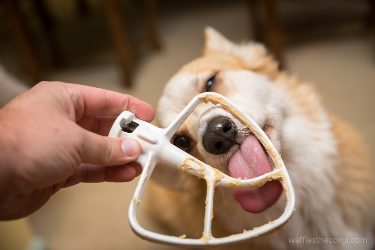 wafflesthecorgi:  Corgi Heaven / Peanut Butter broke my corgi. 